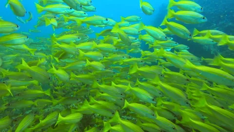 Huge school of fish at Phi Phi Islands Stock Footage 139615299