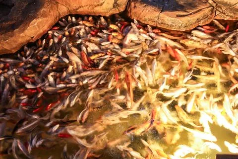 A huge school of fish. Stock Photos