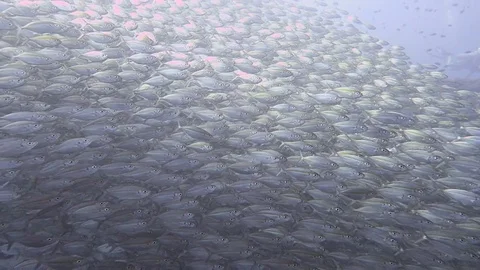 Huge school of fish surround pinnacle Stock Footage 80855040