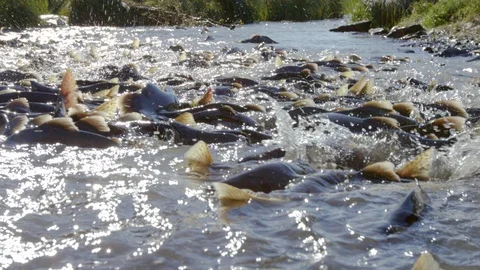 Huge school of fish swimming in a shallow river on a sunny day Stock Footage 113256941