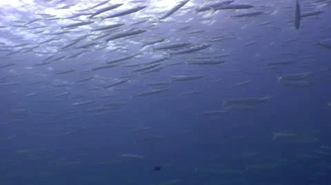 Huge School of fish in Thailand Video stock 10565130
