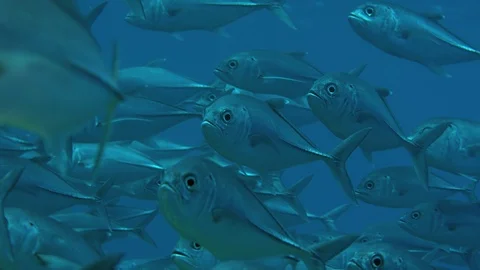 A huge school of Jacks. Big eye Trevally Jack, (Caranx sexfasciatus) Forming  Stock Footage 106331221