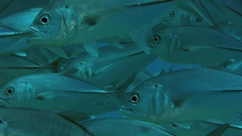A huge school of Jacks. Big eye Trevally Jack, (Caranx sexfasciatus) Forming  Stock Footage 106343151