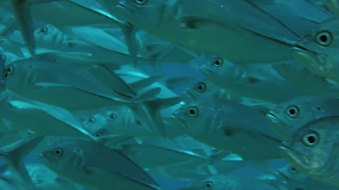 A huge school of Jacks. Big eye Trevally Jack, (Caranx sexfasciatus) Forming  Stock Footage 106343463
