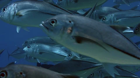A huge school of Jacks. Big eye Trevally Jack, (Caranx sexfasciatus) Forming  動画素材 106349133