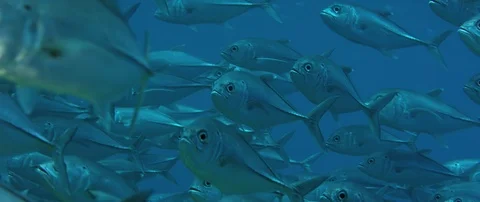 A huge school of Jacks. Big eye Trevally Jack, (Caranx sexfasciatus) Forming  Видео 106368335