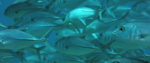 A huge school of Jacks. Big eye Trevally Jack, (Caranx sexfasciatus) Forming  Vidéo 106378146