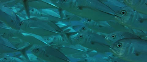 A huge school of Jacks. Big eye Trevally Jack, (Caranx sexfasciatus) Forming  Stock Footage 106378214