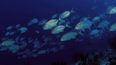 A huge school of Jacks. Big eye Trevally Jack, (Caranx sexfasciatus) Forming  Stock Footage 107387412