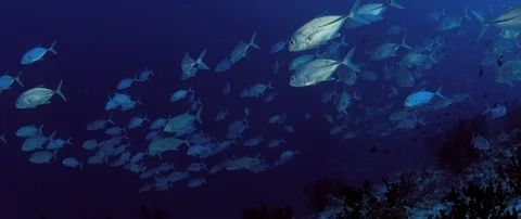 A huge school of Jacks. Big eye Trevally Jack, (Caranx sexfasciatus) Forming  Stock Footage 107391045