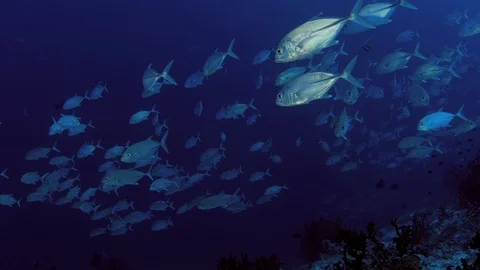 A huge school of Jacks. Big eye Trevally Jack, (Caranx sexfasciatus) Forming  Stock Footage 107399613