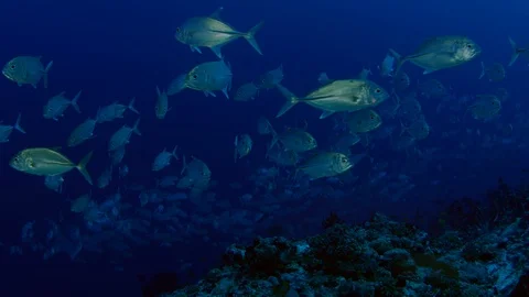 A huge school of Jacks. Big eye Trevally Jack, (Caranx sexfasciatus) Forming  Stock Footage 107402408