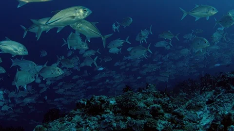 A huge school of Jacks. Big eye Trevally Jack, (Caranx sexfasciatus) Forming  Stock Footage 107440779