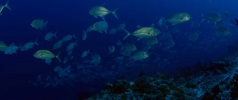 A huge school of Jacks. Big eye Trevally Jack, (Caranx sexfasciatus) Forming  Stock Footage 107446001
