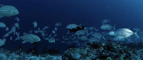 A huge school of Jacks. Big eye Trevally Jack, (Caranx sexfasciatus) Forming  Stock Footage 113136134