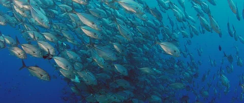 A huge school of Jacks 스톡 동영상 94583588