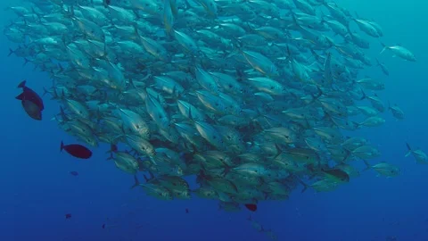 A huge school of Jacks Stock Footage 94600380