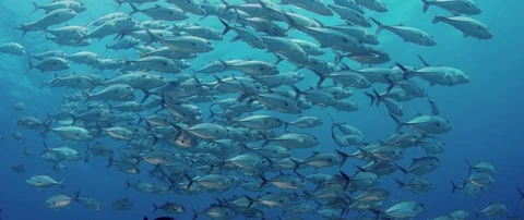 A huge school of Jacks 動画素材 95557027