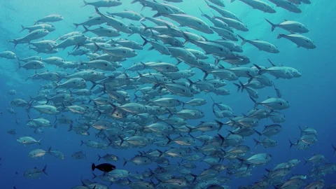 A huge school of Jacks Stock Footage 95566996