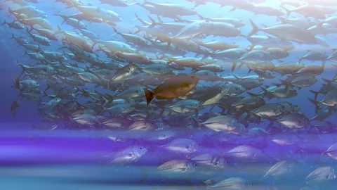 A huge school of Jacks Stock Footage 95568543