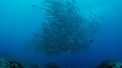 A huge school of Jacks Stock Footage 95569136