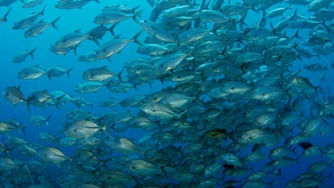 A huge school of Jacks Stock Footage 95572094