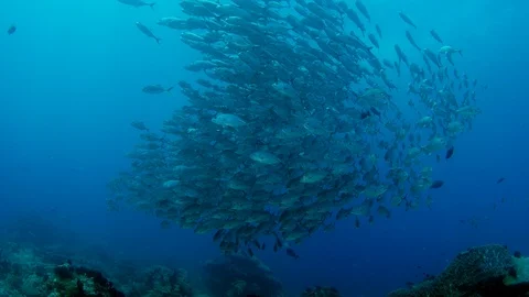 A huge school of Jacks Stock Footage 95573806