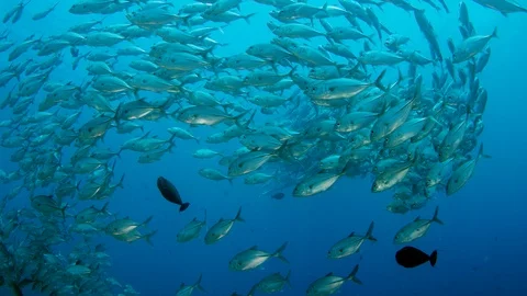 A huge school of Jacks Stock Footage 96186114