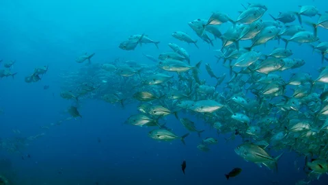 A huge school of Jacks Stock Footage 96186638