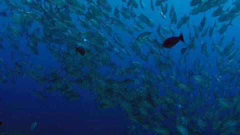 A huge school of Jacks Stock Footage 96187409