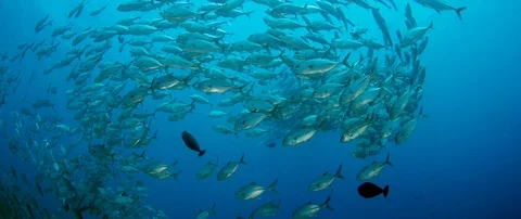 A huge school of Jacks Stock Footage 96345093