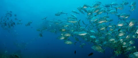 A huge school of Jacks Stock Footage 96346582
