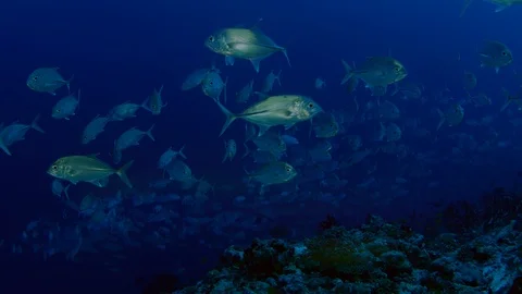 A huge school of Jacks. SUPER SLOW MOTION 動画素材 107143856