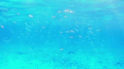Huge School of Juvenile Fish Moving Chaotically Through Las Cabanas Lagoon, Red  Vídeos de archivo 341290848