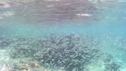 Huge School of Juvenile Fish in a Shallow Lagoon, Red Sea Stock Footage 340060625