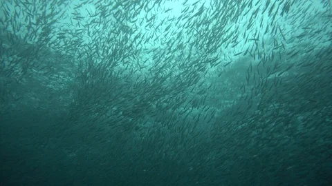 Huge school of millions of sardines Stock Footage