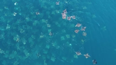 Huge school of mobula rays swimming and jumping Stock Footage 330883820