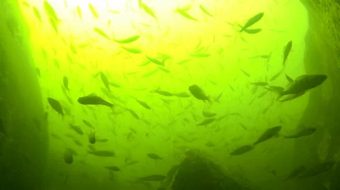 Huge school of perch fish shot from below, slow motion shot Stock Footage 45628023