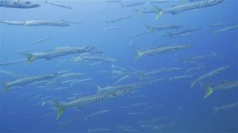 Huge school of pickhandle barracuda's Stock Footage 58312283
