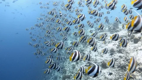 Huge school of Schooling bannerfish. Bleached coral reef. Global warming Stock Footage 119231559
