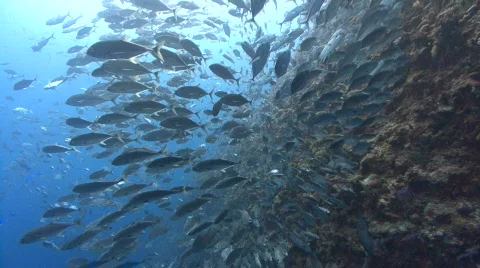 Huge school of silver fish Stock Footage 722312
