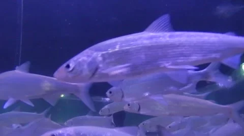 Huge School Of Silver Fish Stockbeeldmateriaal 54992478