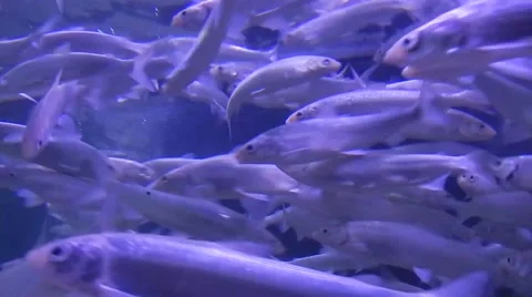 Huge School Of Silver Fish Видео 54992495