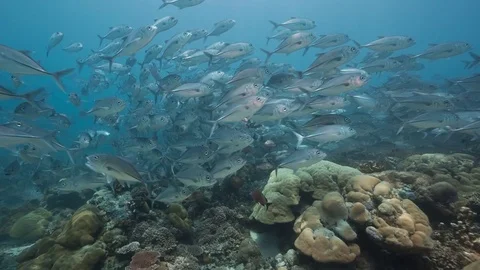 Huge school of silver fish swim over coral reef in sunlit water Stock Footage