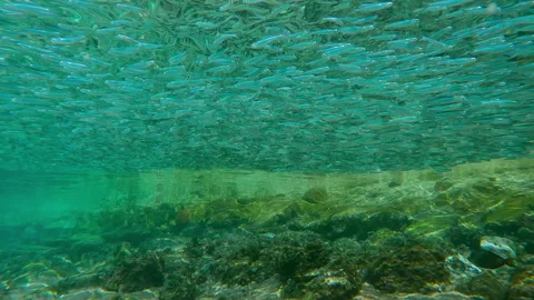 Huge school of Silversides reflected in surface, accumulates along shoreline Stock Footage 336511282