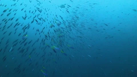 Huge school of small fish being hunted by larger fish in blue water Stock Footage 130238623