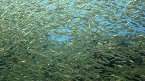 Huge school of small fish close Stock Footage 10756905