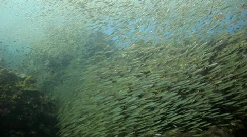 Huge school of small fish Stock Footage 10757115