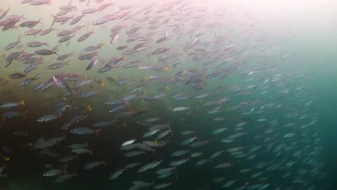 Huge school of small fish swimming over the reef Stock Footage 130238568