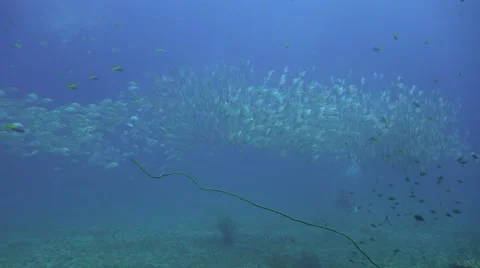 Huge school of  white snappers swims above the bottomand diver Stock Footage 67201460